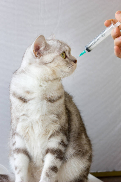 Cat in veterinary clinic. Cat and syringe. - Photo, Image
