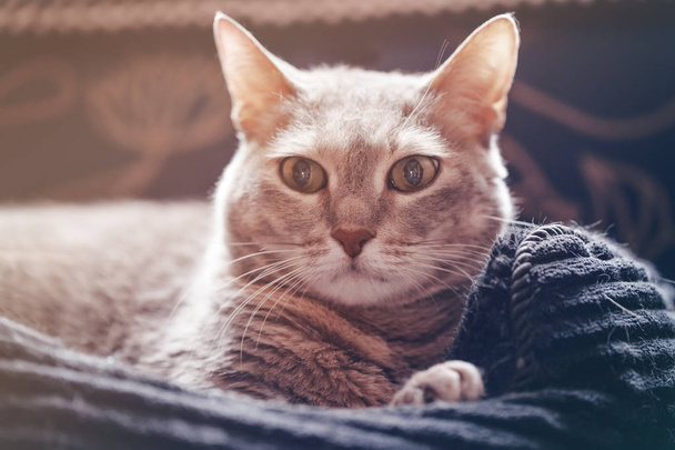 Γάτα με πράσινα μάτια - Φωτογραφία, εικόνα