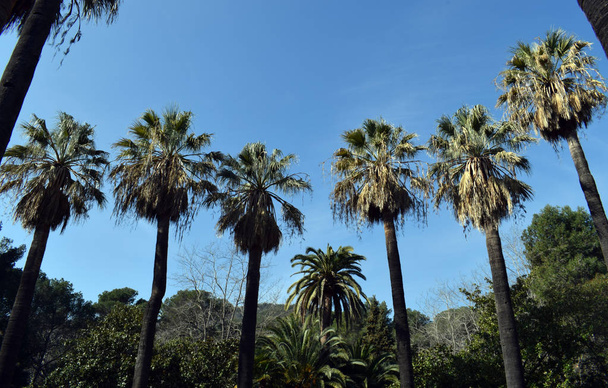 Palm trees in gardens - Foto, imagen