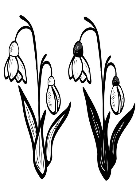 Květiny bílé sněženka - Vektor, obrázek