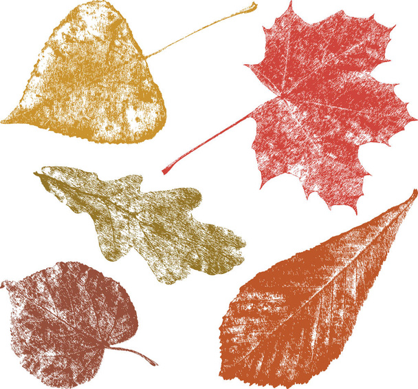 Jesienne liście różnych drzew - Wektor, obraz
