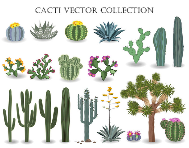 Kaktuszok vektoros gyűjtemény. Saguaro, agave, joshua tree és fügekaktusz. - Vektor, kép