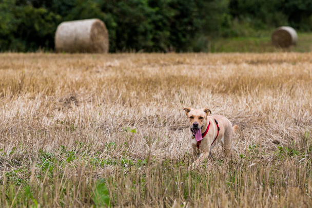 Labrador dog running on a mowed wheat field - Fotografie, Obrázek