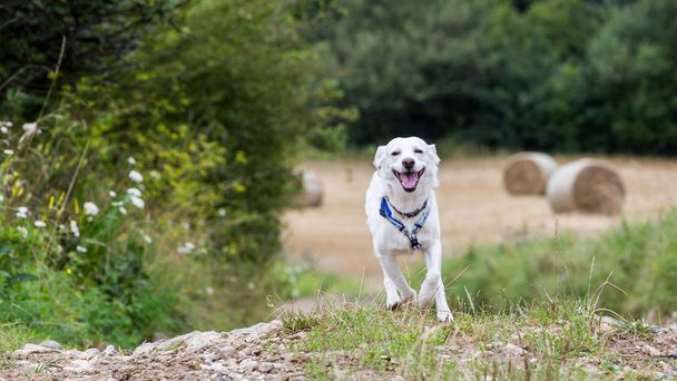 White mixed breed Labrador dog running on a field - Zdjęcie, obraz