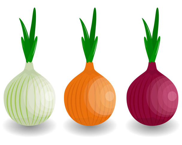 set Fresh Vegetable Onion isolated icon. Onion for farm market, - Vetor, Imagem