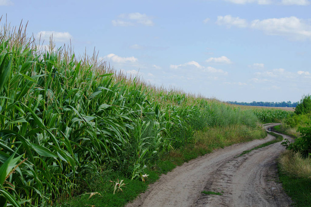 A winding dirt road near a corn plantation - Φωτογραφία, εικόνα