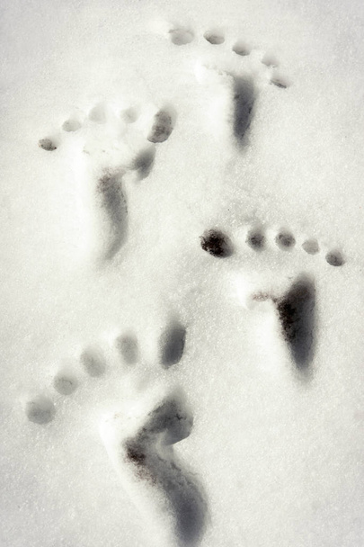 Petites traces / empreintes sur la surface blanche de neige d'hiver. Extérieur im
 - Photo, image