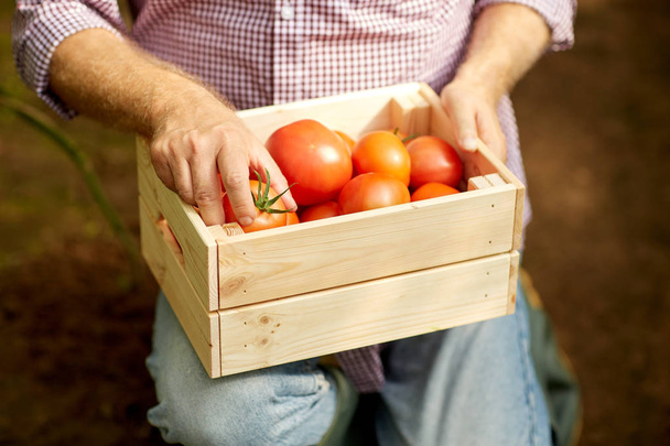 senior man or farmer with box of tomatoes at farm - Zdjęcie, obraz