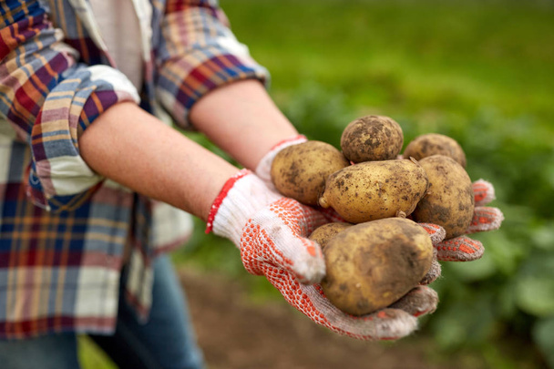 farmer hands holding potatoes at farm - 写真・画像