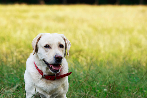 dog breed Labrador - Фото, изображение