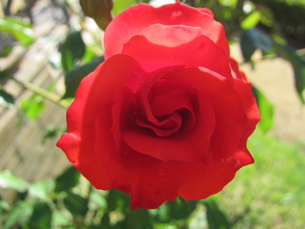 UNA rosa, egy Rózsa - Fotó, kép