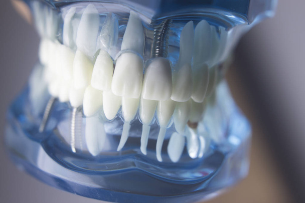 Model stomatologie zubní zuby - Fotografie, Obrázek