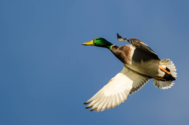 Mallard Duck Flying in a Blue Sky  - Photo, Image