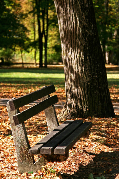 Ławka pod drzewem - Zdjęcie, obraz