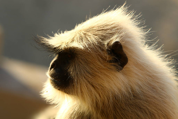 macacos no Monte Pushkar
  - Foto, Imagem