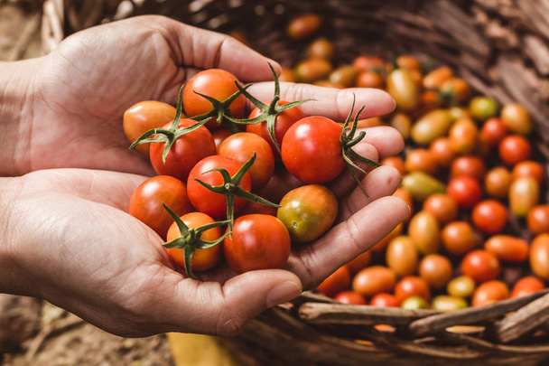 有機トマト。収穫したばかりのトマトの手. - 写真・画像