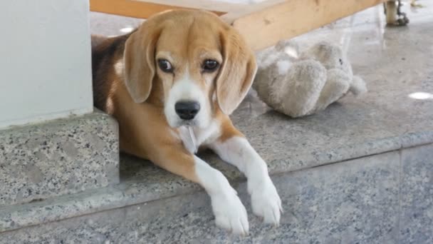 Beagle liggend op de vloer in de buurt van de oude pop, houvast schot - Video