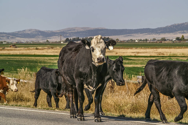Корови ходять дорогою
 - Фото, зображення