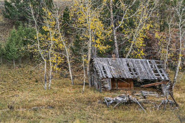 ハコヤナギの放棄された家 - 写真・画像