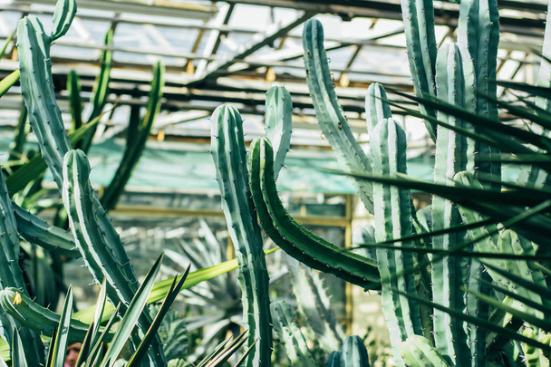 the high cactus - Valokuva, kuva