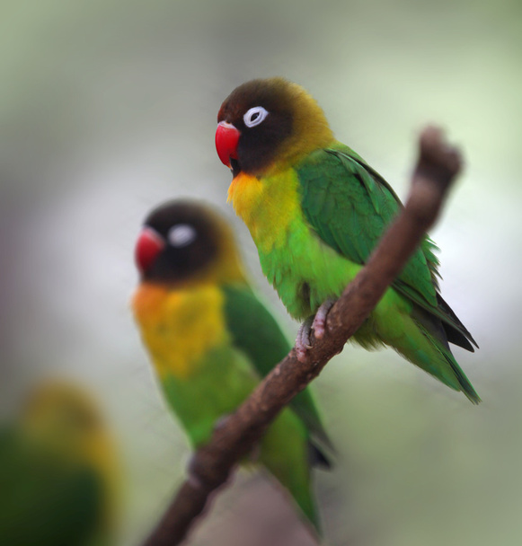 Жовтий коміром невеликий папуга
 - Фото, зображення