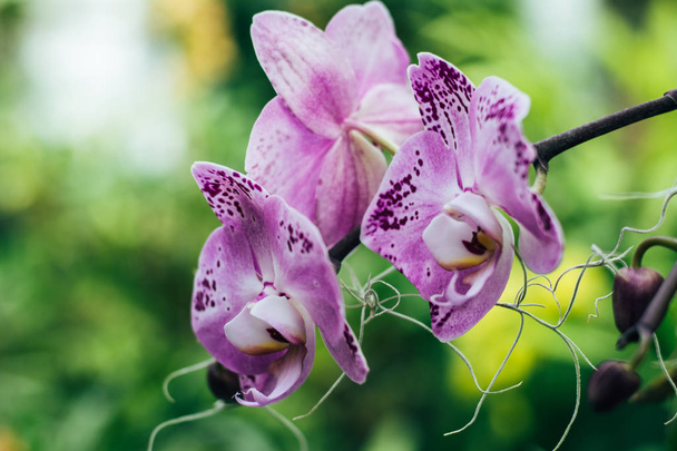 Tři růžové orchideje  - Fotografie, Obrázek