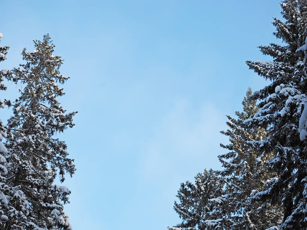 Abeto en la nieve
 - Foto, Imagen