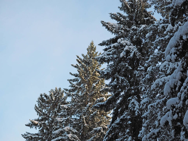 Spruce in the snow - Φωτογραφία, εικόνα