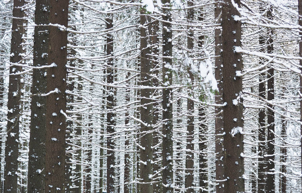 snowy forest. winter - Fotoğraf, Görsel