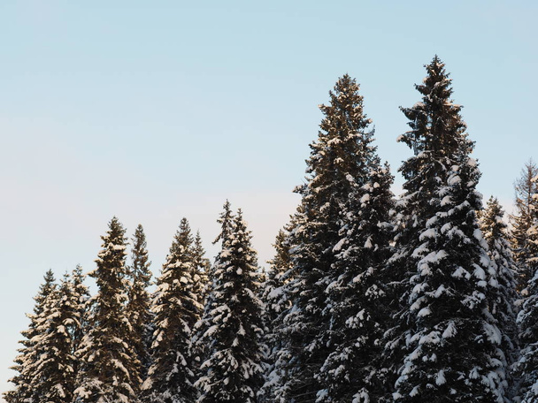Spruce in the snow - Fotoğraf, Görsel