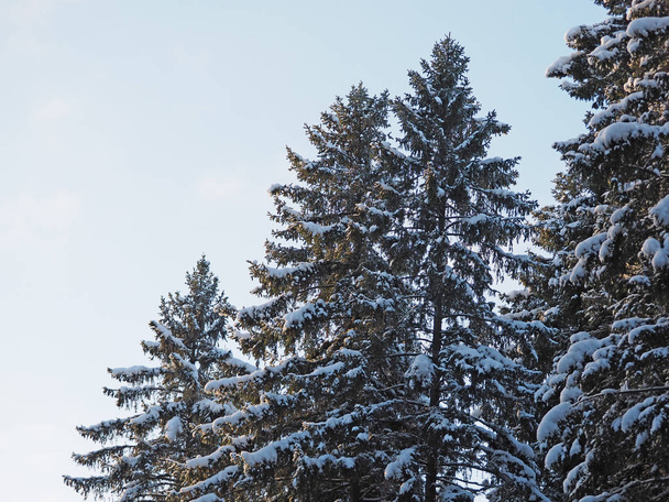 Spruce in the snow - Φωτογραφία, εικόνα