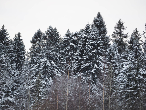 fir forest in winter - Foto, Imagen