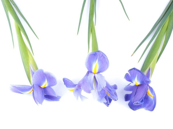blue irises on a white background - Photo, Image