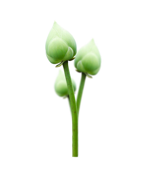 lotus flower isolated on white background. - Фото, изображение
