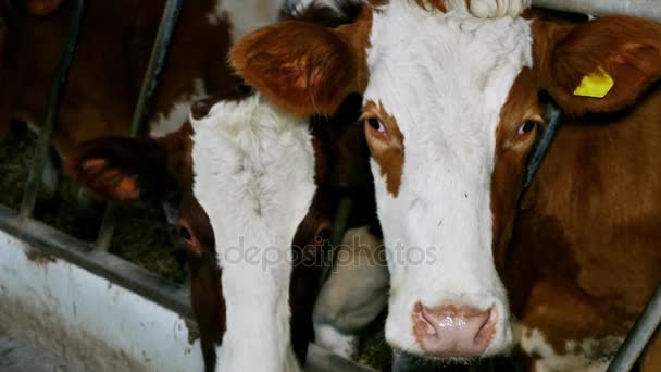 Tejelő tehenek közelről - Felvétel, videó