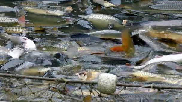 Pěstování a sklizeň ryb v rybím hospodářství - Záběry, video