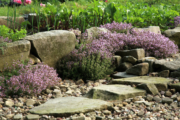 Breckland thyme, wild thyme on the stone wall.  - Photo, Image