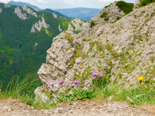 Горные цветы на краю ущелья
 - Фото, изображение