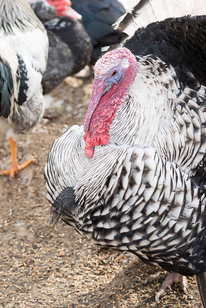 Turkey with its beautiful beak is in the chicken yard - Photo, Image