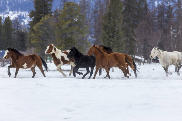 Karda koşan atlar - Fotoğraf, Görsel