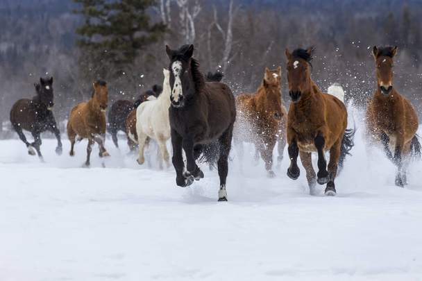 caballos corriendo en la nieve - Foto, Imagen