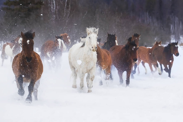 cavalli che corrono nella neve - Foto, immagini