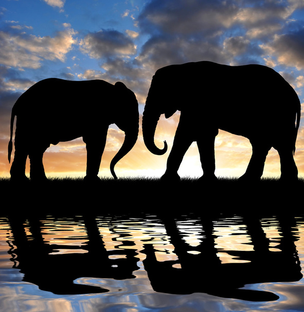 ελέφαντες σιλουέτα - Φωτογραφία, εικόνα