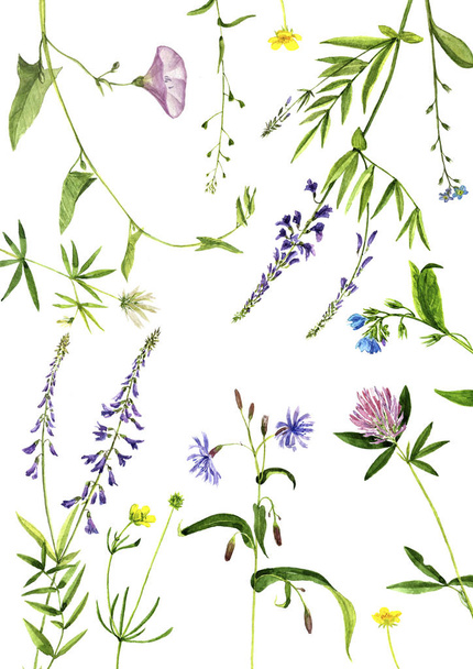 Watercolor drawing plants - Fotoğraf, Görsel