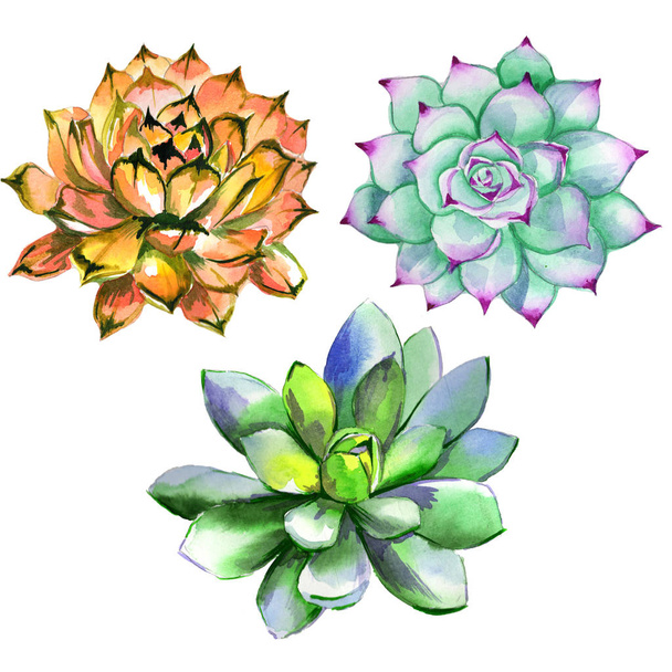 Wildflower succulentus flower in a watercolor style isolated. - Fotó, kép