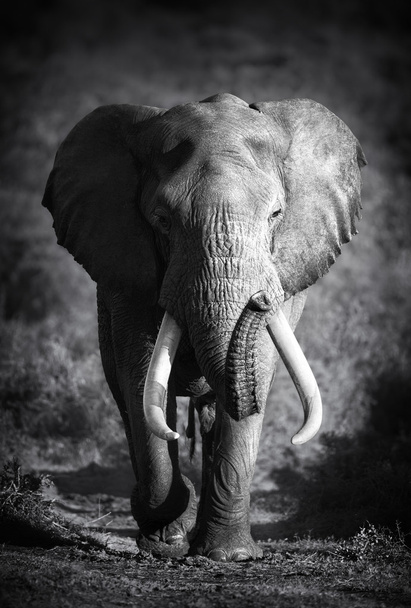 Elefantenbulle (künstlerische Verarbeitung) - Foto, Bild