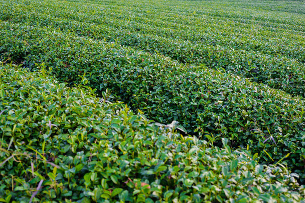 Herbata zielona zagroda - Zdjęcie, obraz
