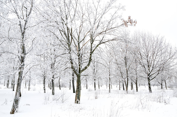 winter landscape of trees with snow - Φωτογραφία, εικόνα