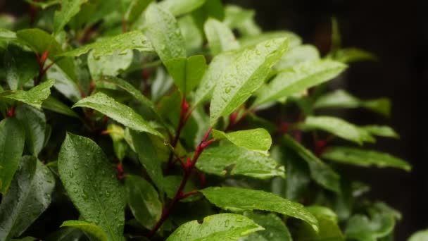 Gotas de lluvia sobre las hojas de laurel
 - Metraje, vídeo
