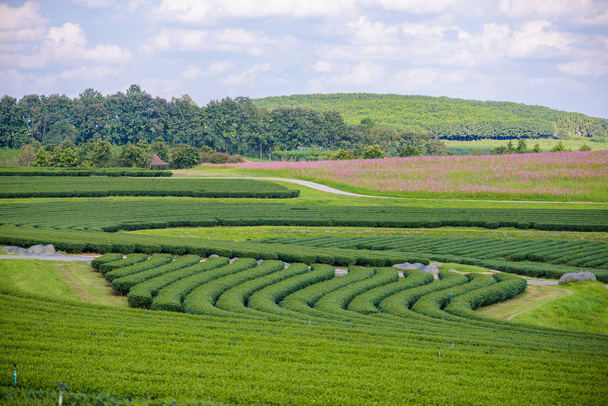 Green tea field with blue sky - Фото, изображение